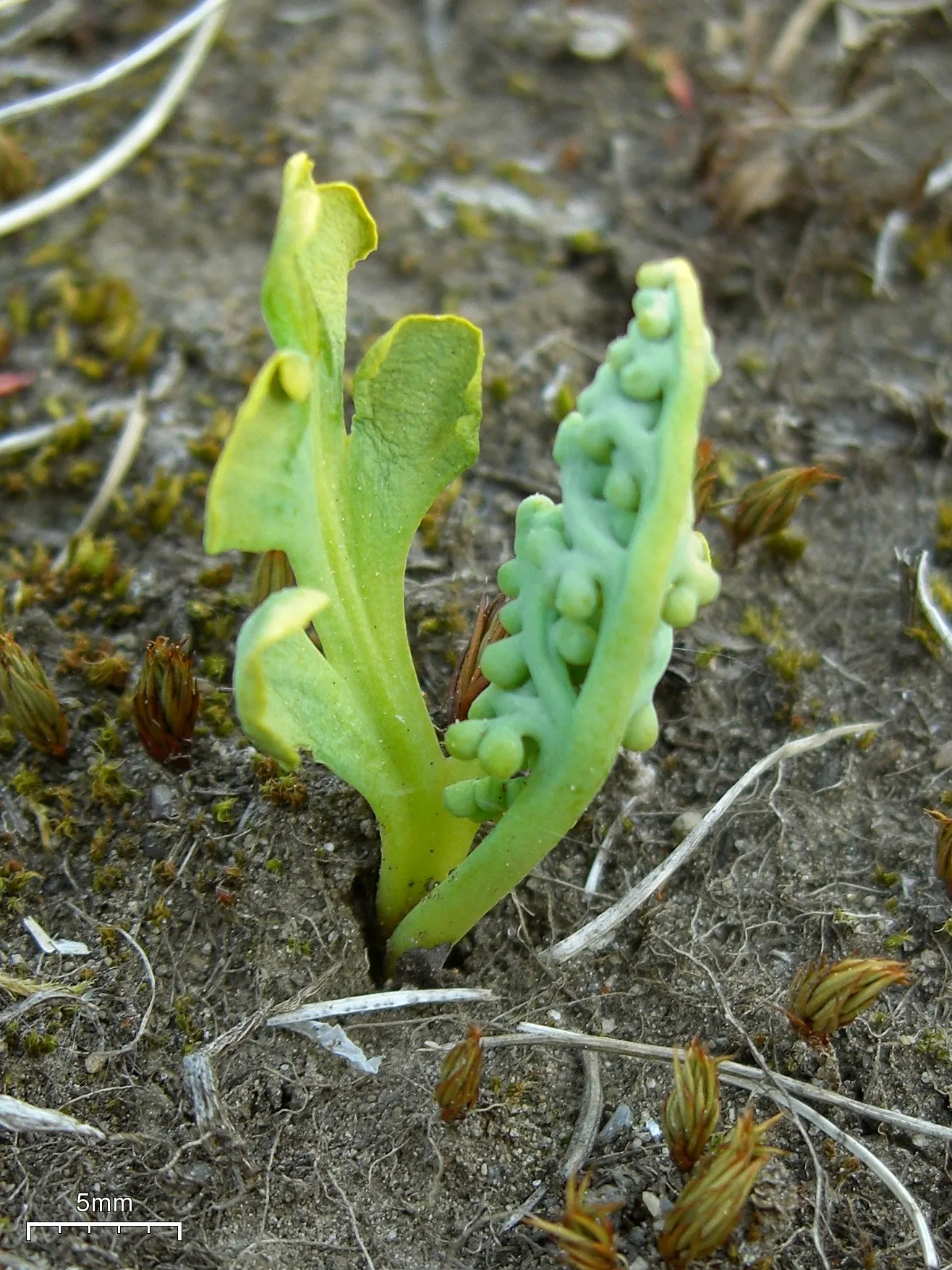 The twisting sprout of a moonwart plant emerging from soft earth. The four irregularly connected lobes of one leaf is mostly unfurled, while the other leaf still seems tighly closed with small nodules on its back side.